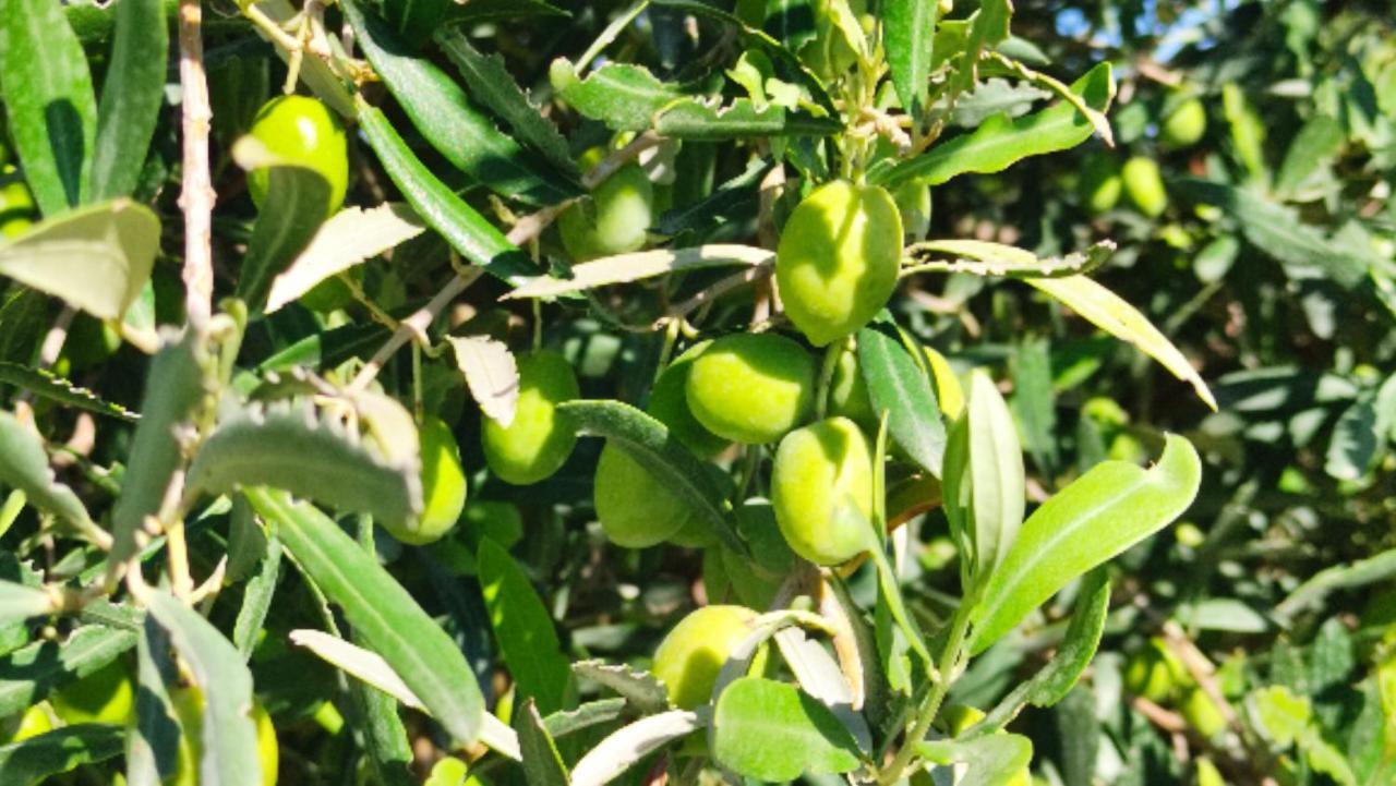 Le Zagare Di Vendicari Farm stay *